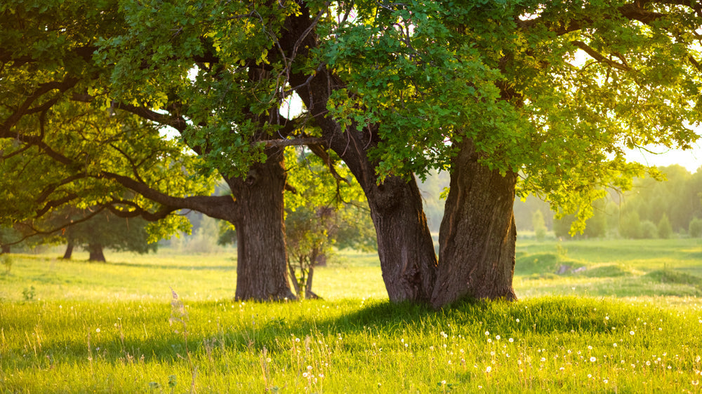 7 immergrüne Bäume für Deinen Garten + Tipps zur Pflege&nbsp;