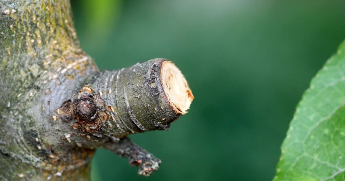 Obstbaum schneiden