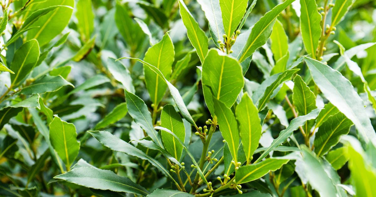 kirschlorbeer-ratgeber.webp__PID:3a9c602b-0403-4007-94cc-9aa51ca7ed42